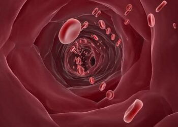 VideoHive red blood cells in blood vessels 43159031