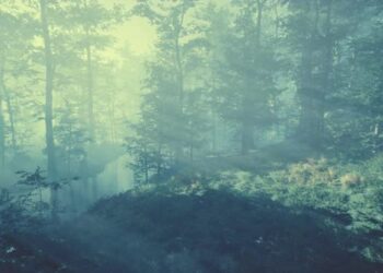 VideoHive Beautiful Morning in the Forest 47592692