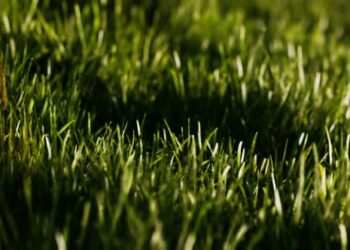 VideoHive Green Fresh Grass As a Nice Background 47581593