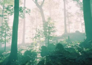 VideoHive Sunny Silhouetted Forest with Sunbeams Through Fog 47581623