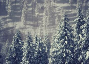 VideoHive Winter Snow Covered Cone Trees on Mountainside 47581723