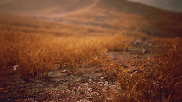 VideoHive Golden Rocks and Grass in Mountains 47581078