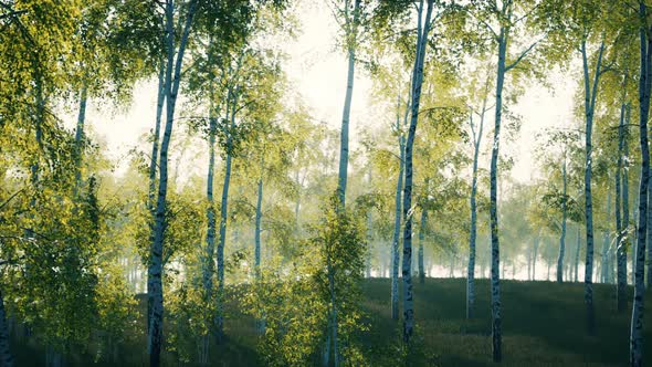 VideoHive Summer July View of Birch Grove in Sunlight 47581895