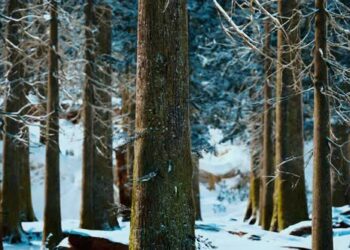VideoHive Winter Calm Forest at Sunny Day 47581214