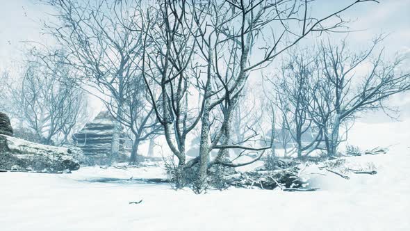 VideoHive Winter Deciduous Forest on a Foggy Morning 47581220