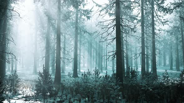 VideoHive Winter Foggy Beech and Spruce Forest Scene 47581102