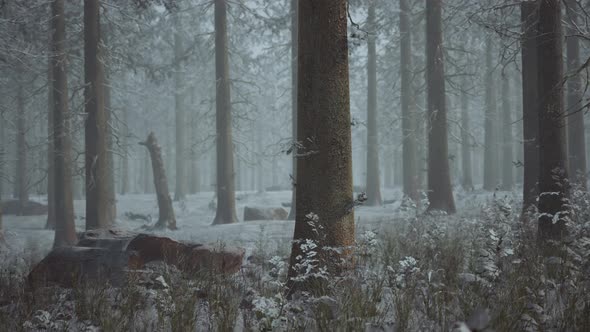 VideoHive Winter Pine Forest with Fog in the Background 47581362