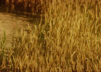 VideoHive the Field of Ripe Rye at Sunset 47581282