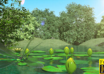 VideoHive Lilies and Dragonfly 40026892